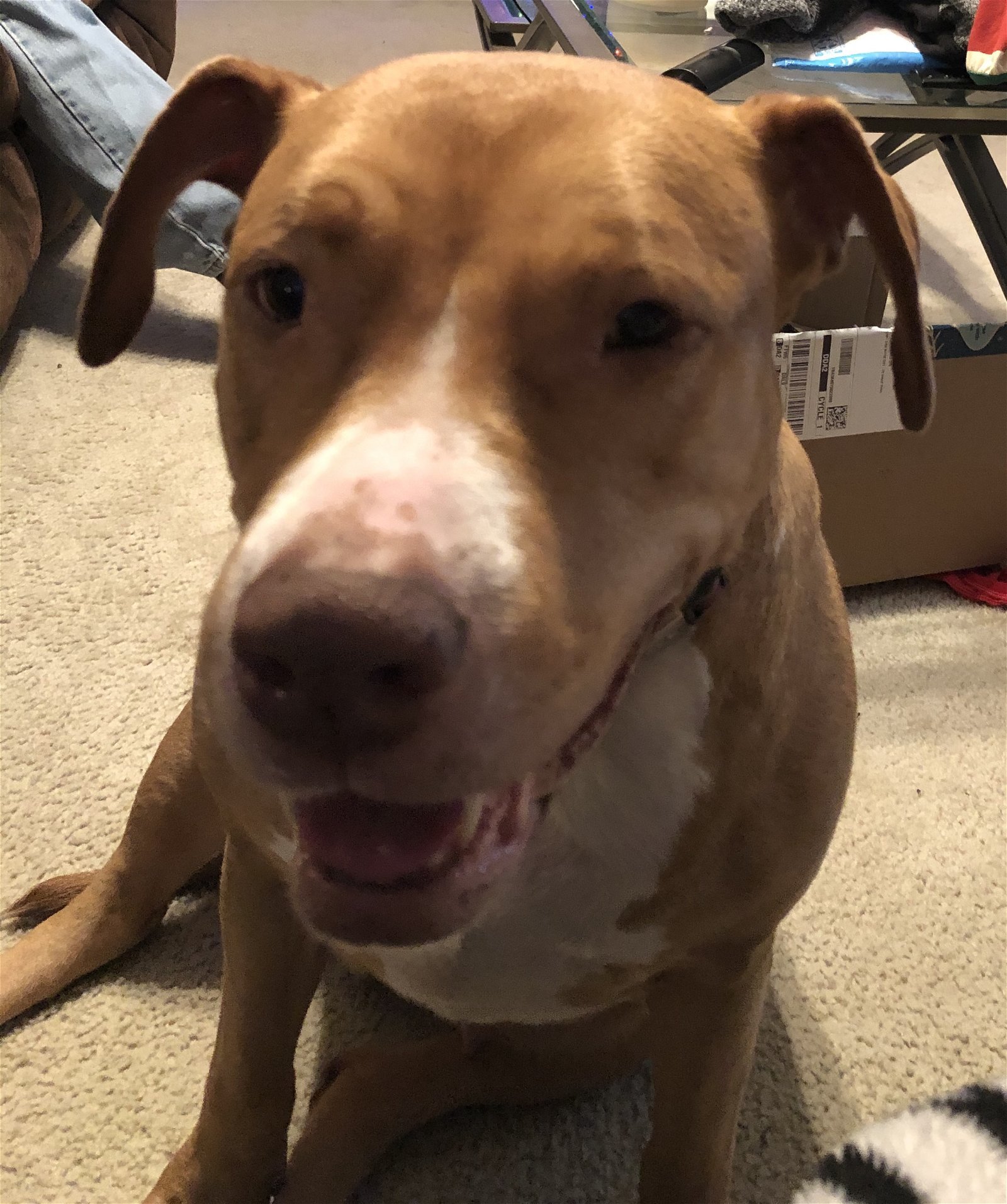 Jada, an adoptable Pit Bull Terrier in Rockwall, TX, 75087 | Photo Image 1