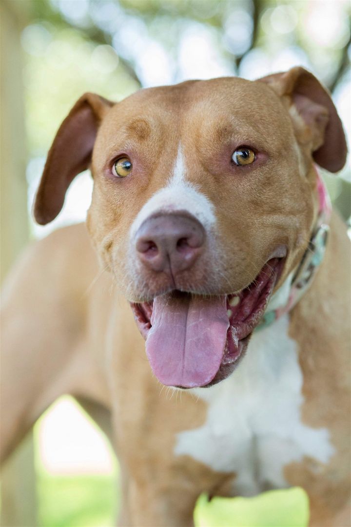 Jada, an adoptable Pit Bull Terrier in Rockwall, TX_image-2