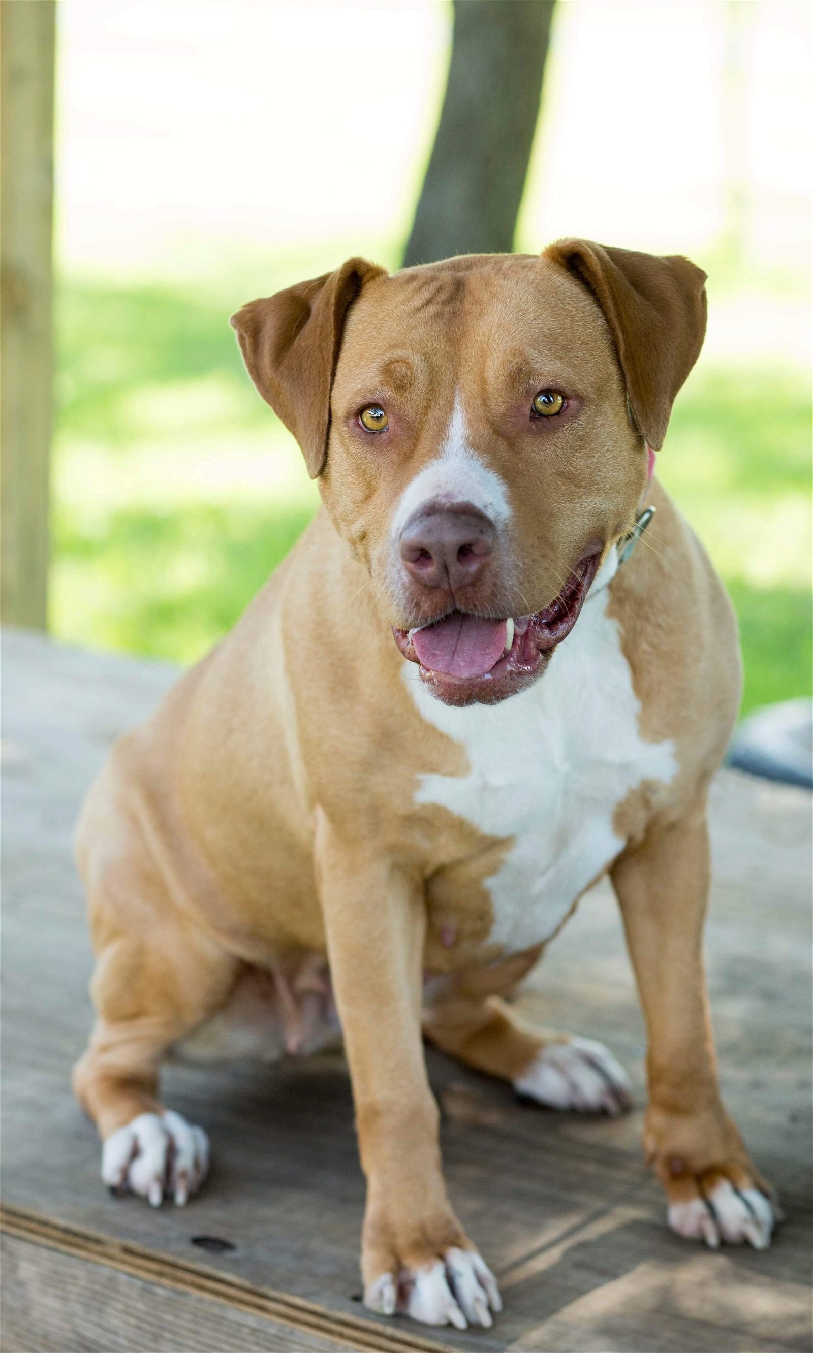 Jada, an adoptable Pit Bull Terrier in Rockwall, TX, 75087 | Photo Image 3