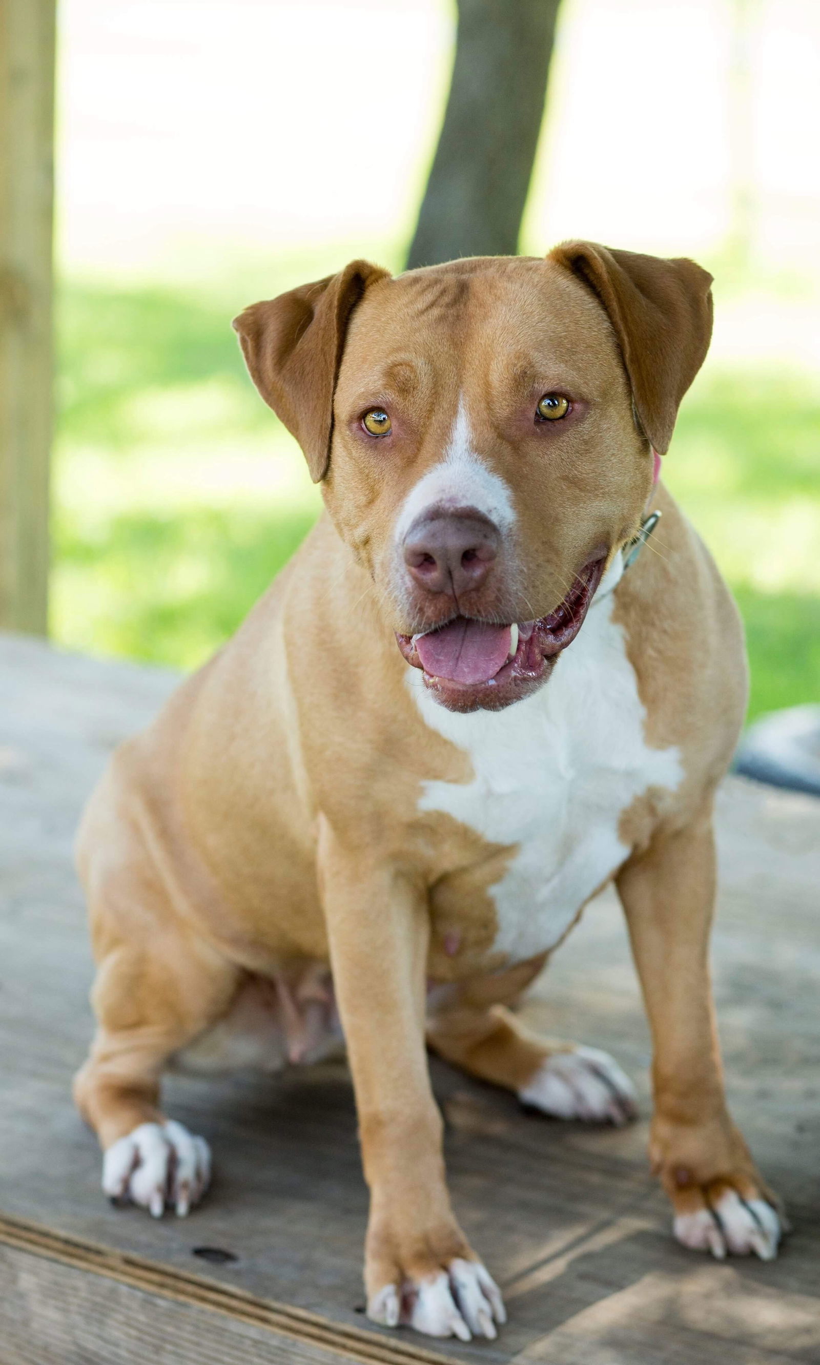 Jada, an adoptable Pit Bull Terrier in Rockwall, TX, 75087 | Photo Image 3