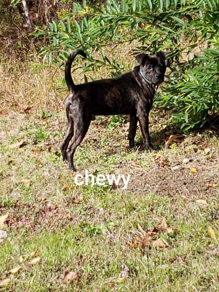 Chewy 2