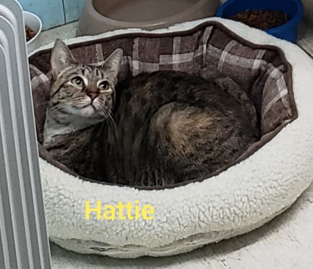 Hattie detail page