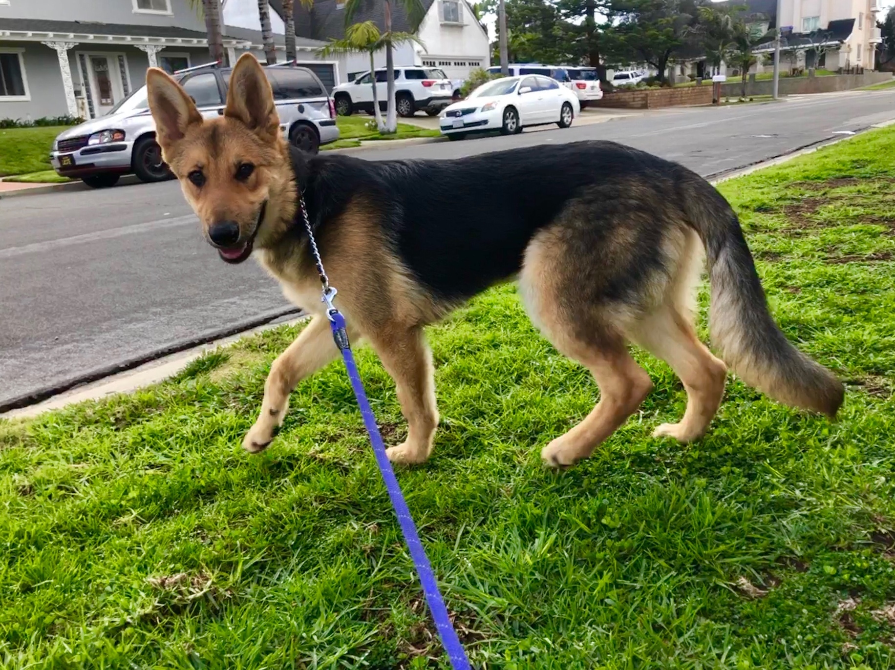 Goku, an adoptable German Shepherd Dog in Newport Beach, CA, 92660 | Photo Image 2