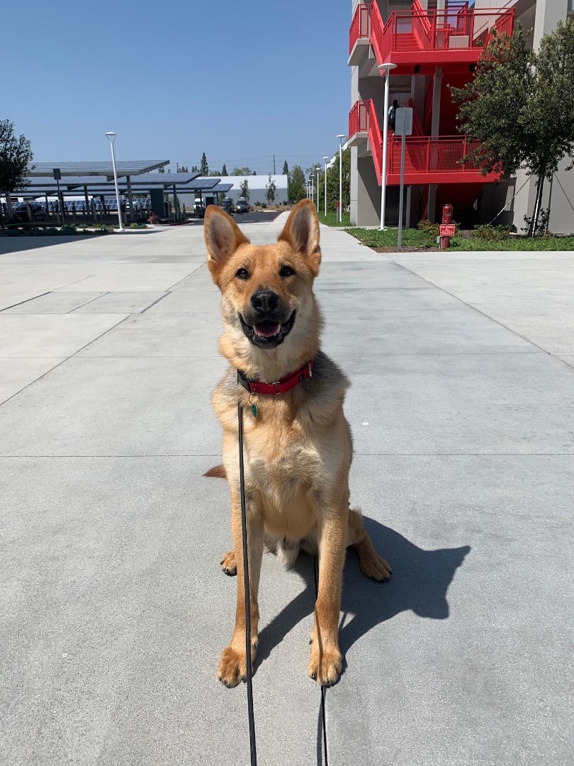 Goku, an adoptable German Shepherd Dog in Newport Beach, CA, 92660 | Photo Image 4