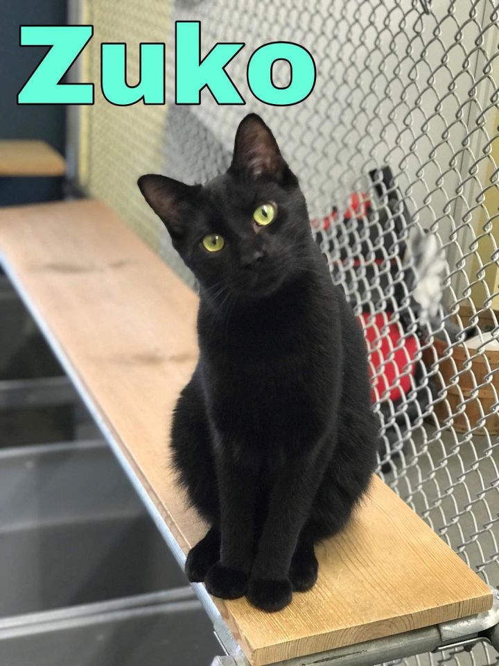 Cat For Adoption Zuko A Domestic Short Hair In Syracuse In