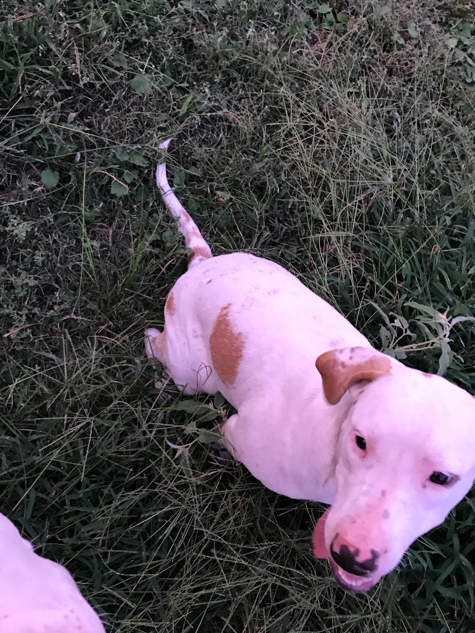 Sarah, an adoptable Pit Bull Terrier, Labrador Retriever in Point, TX, 75472 | Photo Image 2