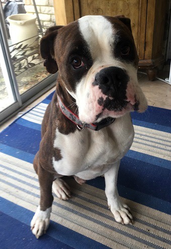 Dexter, an adoptable Boxer in Hurst, TX, 76054 | Photo Image 2