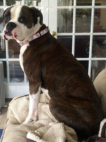 Dexter, an adoptable Boxer in Hurst, TX, 76054 | Photo Image 3