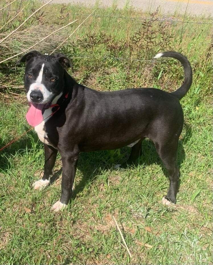 Ross *Adoption Fee Sponsored by Brittney Zamora's Pit Road Pals*, an adoptable Labrador Retriever in Troy, AL, 36081 | Photo Image 1