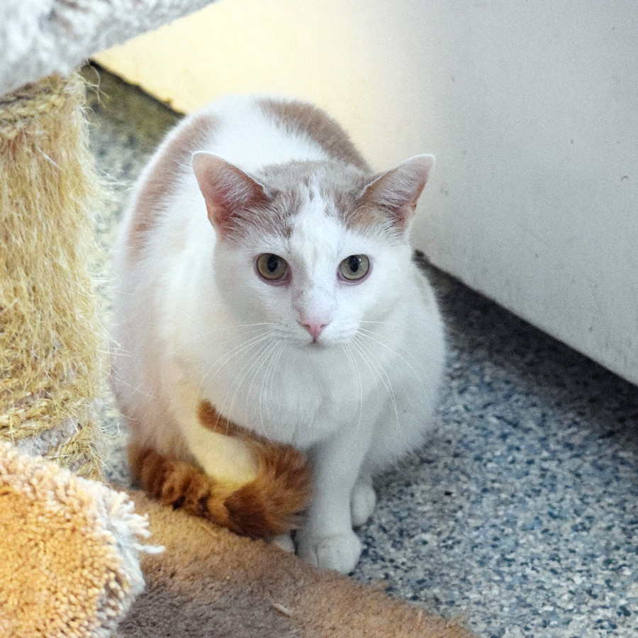 Peyton, an adoptable Turkish Angora, Snowshoe in Huntley, IL, 60142 | Photo Image 3
