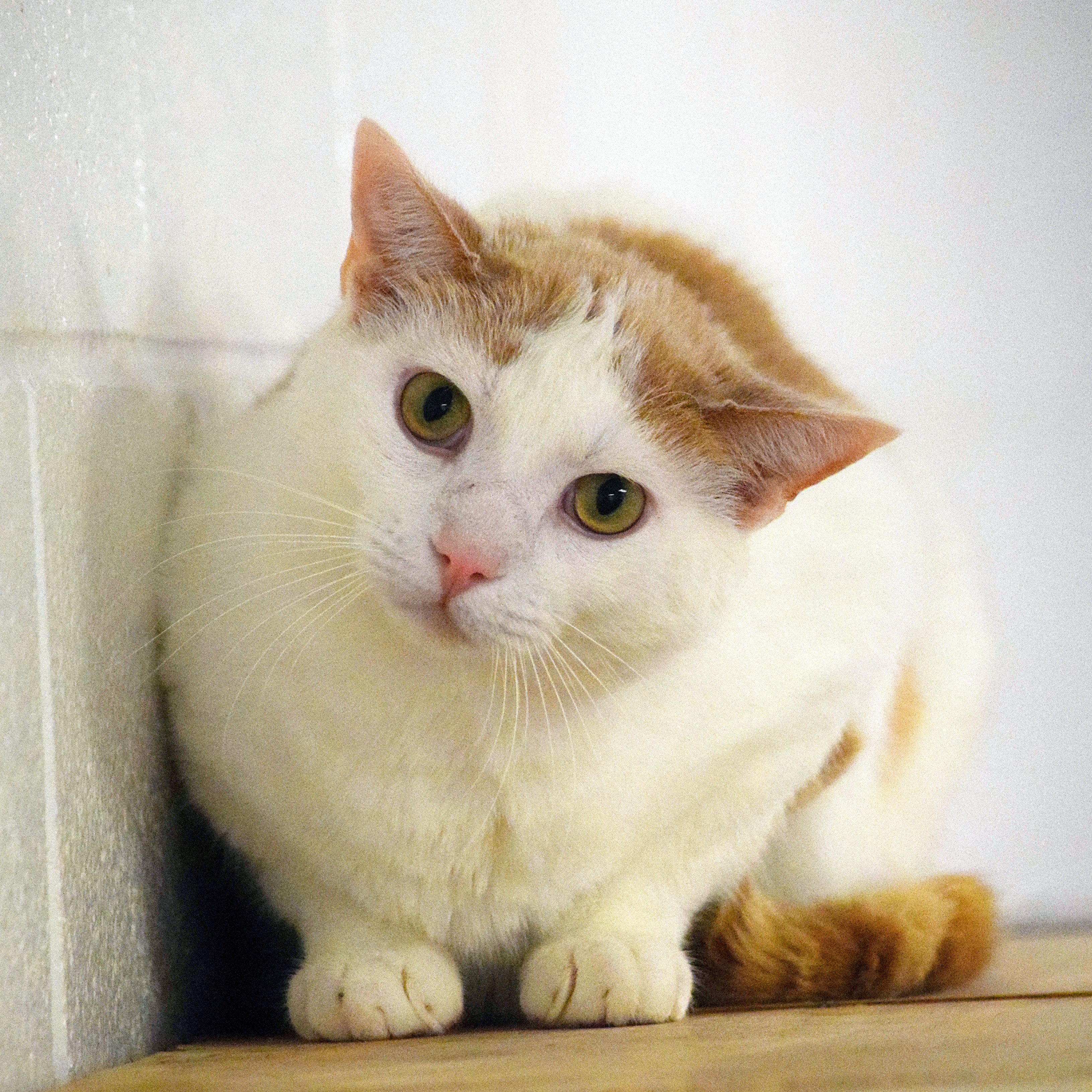 Peyton, an adoptable Turkish Angora, Snowshoe in Huntley, IL, 60142 | Photo Image 6