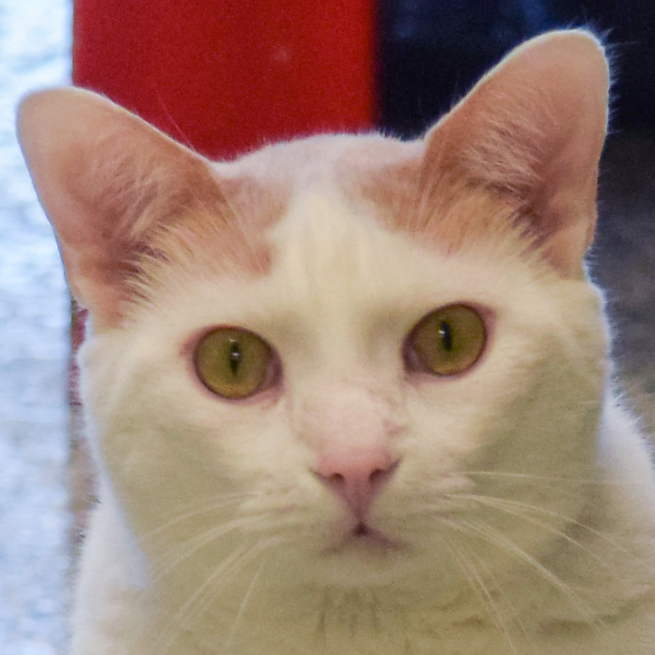 Peyton, an adoptable Turkish Angora, Snowshoe in Huntley, IL, 60142 | Photo Image 1