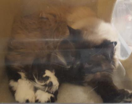 Cat For Adoption Yoyo A Domestic Long Hair Domestic Short
