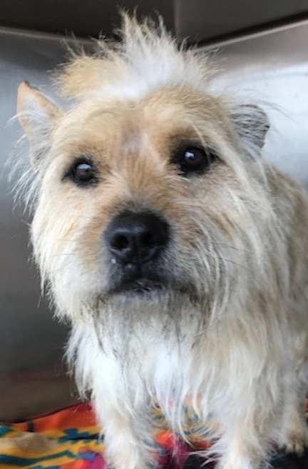 Hughie, an adopted Terrier & Cairn Terrier Mix in Petaluma, CA_image-3