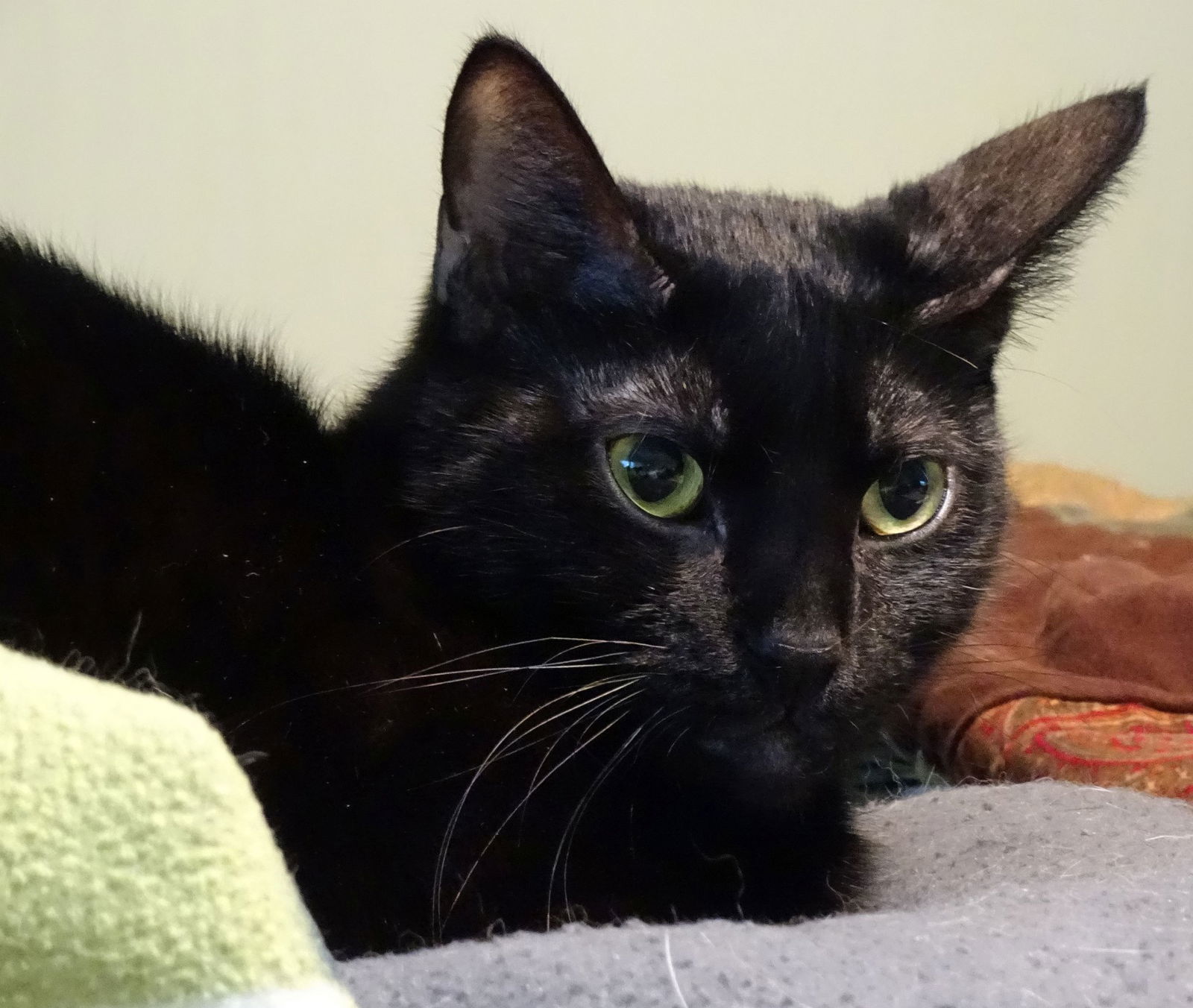 Chilly, an adoptable Domestic Short Hair in Penndel, PA, 19047 | Photo Image 1