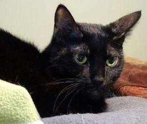 Chilly, Senior Female unknown