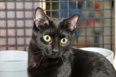 Chilly, an adoptable Domestic Short Hair in Penndel, PA, 19047 | Photo Image 2