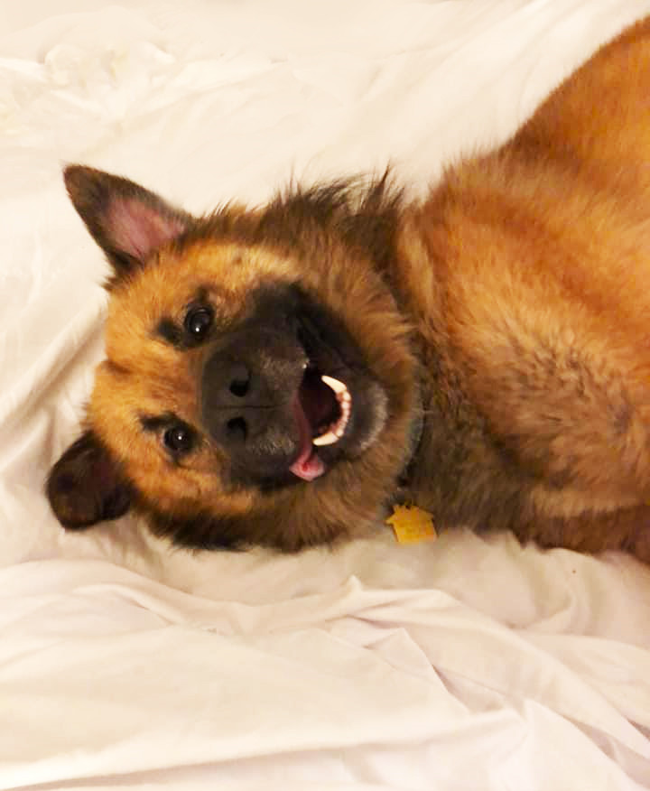 adopt a baby german shepherd