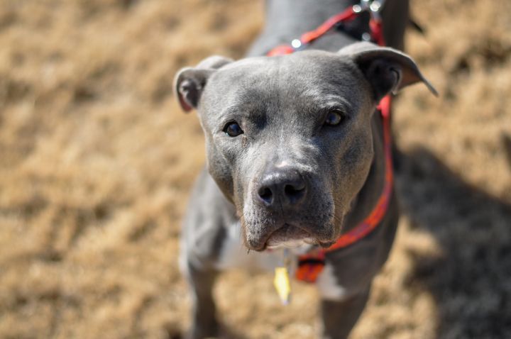Uma, an adopted Staffordshire Bull Terrier in Memphis, TN_image-1
