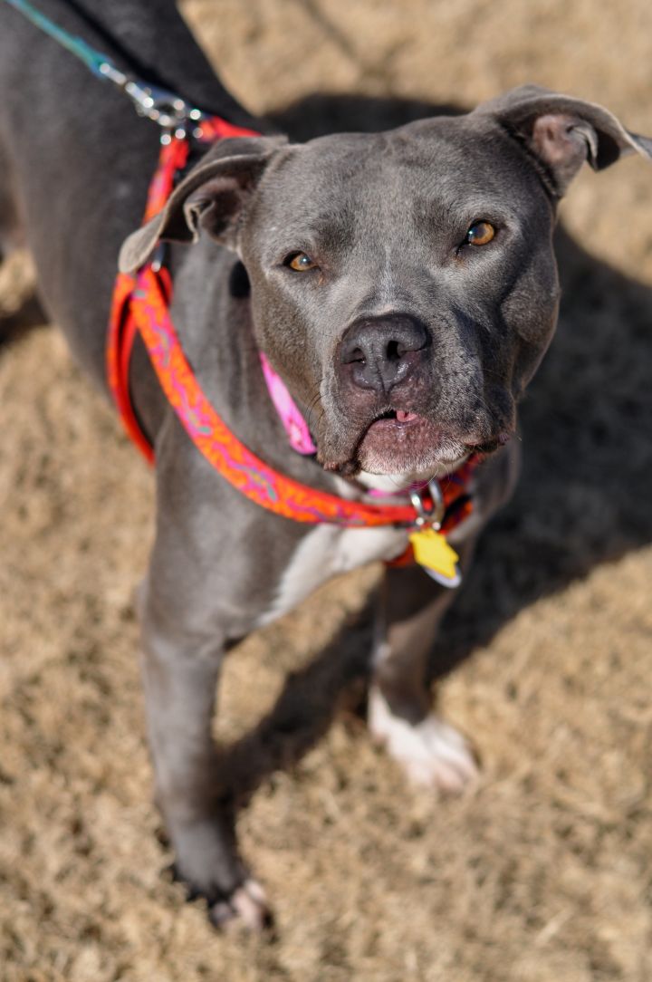 Uma, an adopted Staffordshire Bull Terrier in Memphis, TN_image-6