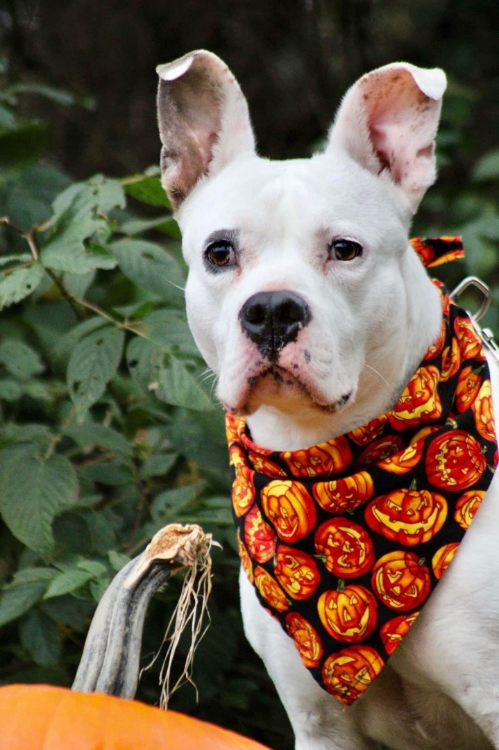 JoJo, an adoptable Pit Bull Terrier in Delhi, NY, 13753 | Photo Image 1