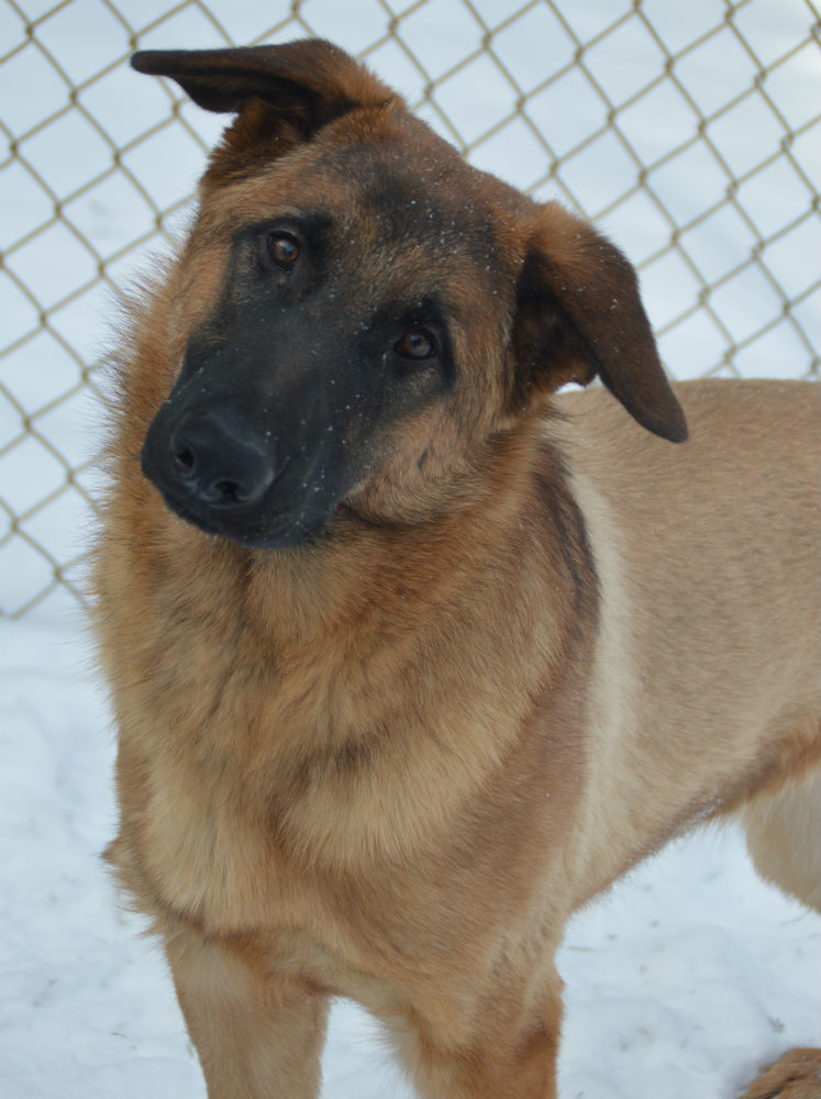 Isabella, an adoptable Shepherd in Chester Springs, PA, 19425 | Photo Image 3