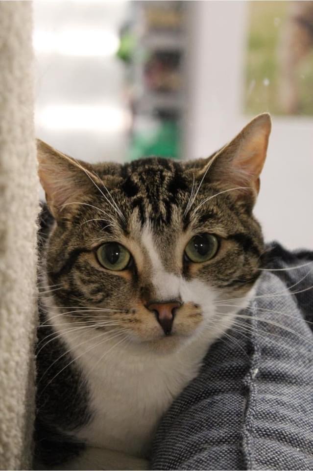 Puzzle, an adoptable Domestic Short Hair in Los Alamitos, CA, 90720 | Photo Image 3