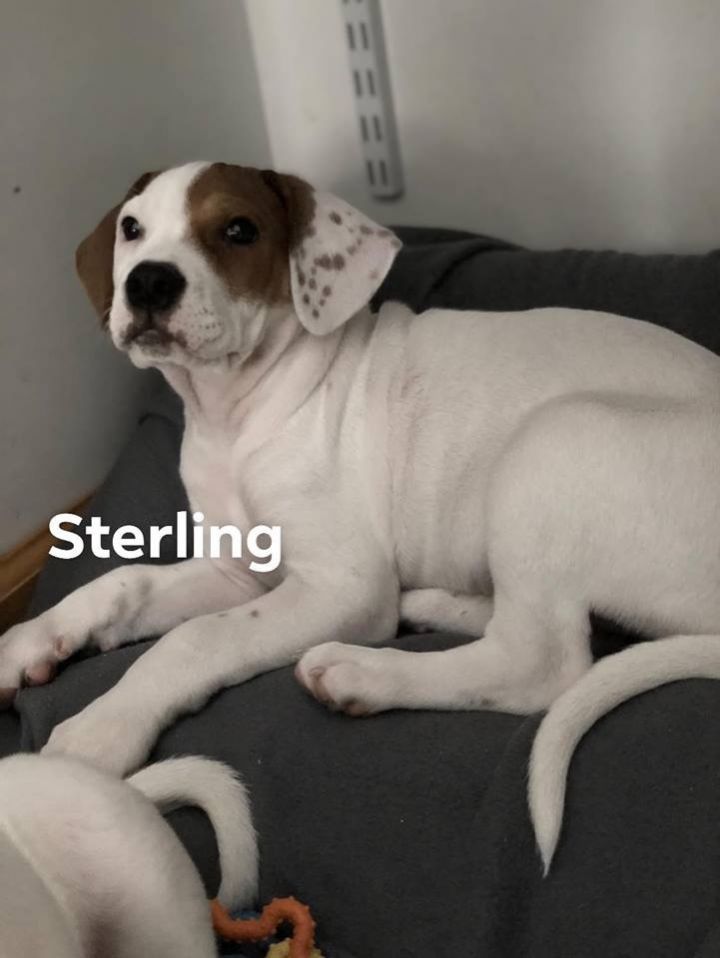 Sterling 6
