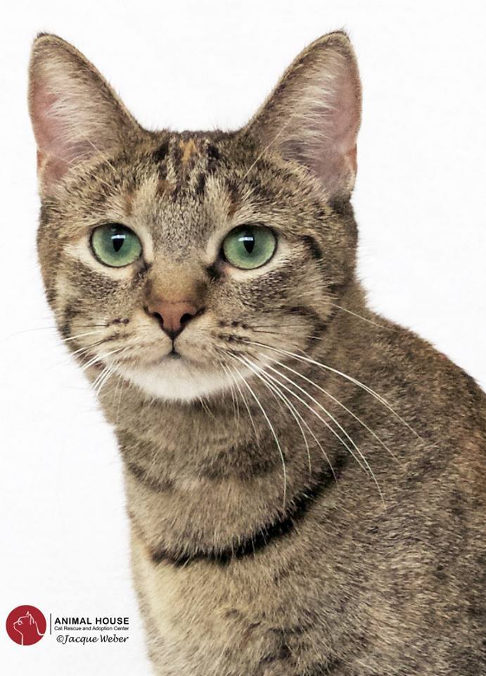 Indiana, an adoptable Domestic Short Hair in St. Louis, MO, 63110 | Photo Image 1