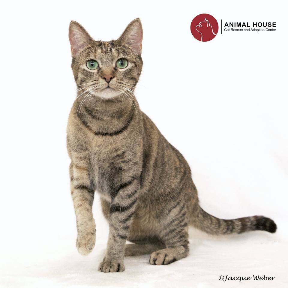 Indiana, an adoptable Domestic Short Hair in St. Louis, MO, 63110 | Photo Image 2