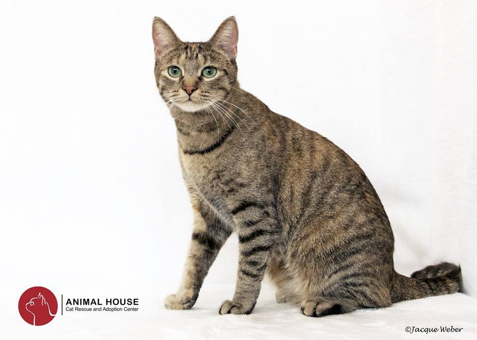 Indiana, an adoptable Domestic Short Hair in St. Louis, MO, 63110 | Photo Image 3