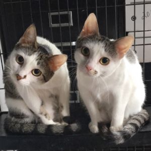 Cat For Adoption Belle And Mrs Potts A Domestic Short Hair In