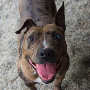 Carmelo, an adoptable Catahoula Leopard Dog, Mixed Breed in Decatur, GA, 30035 | Photo Image 2