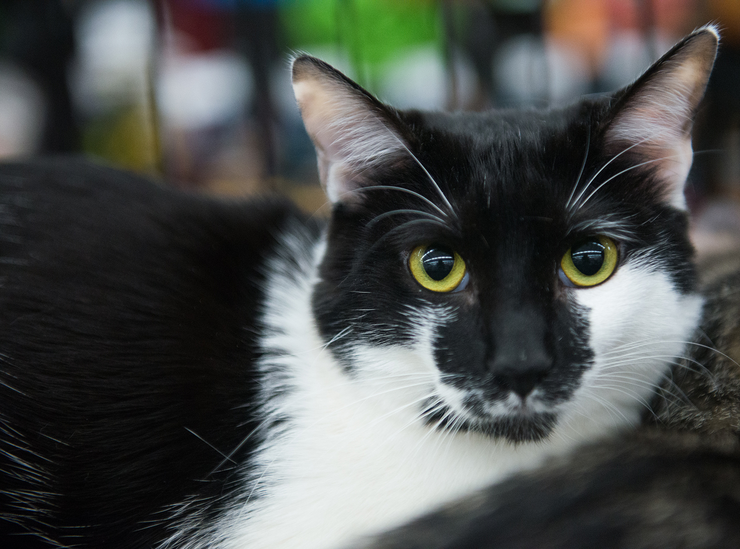 Heidi or Hidee, an adoptable Siamese, Tuxedo in Parker, TX, 75002 | Photo Image 2