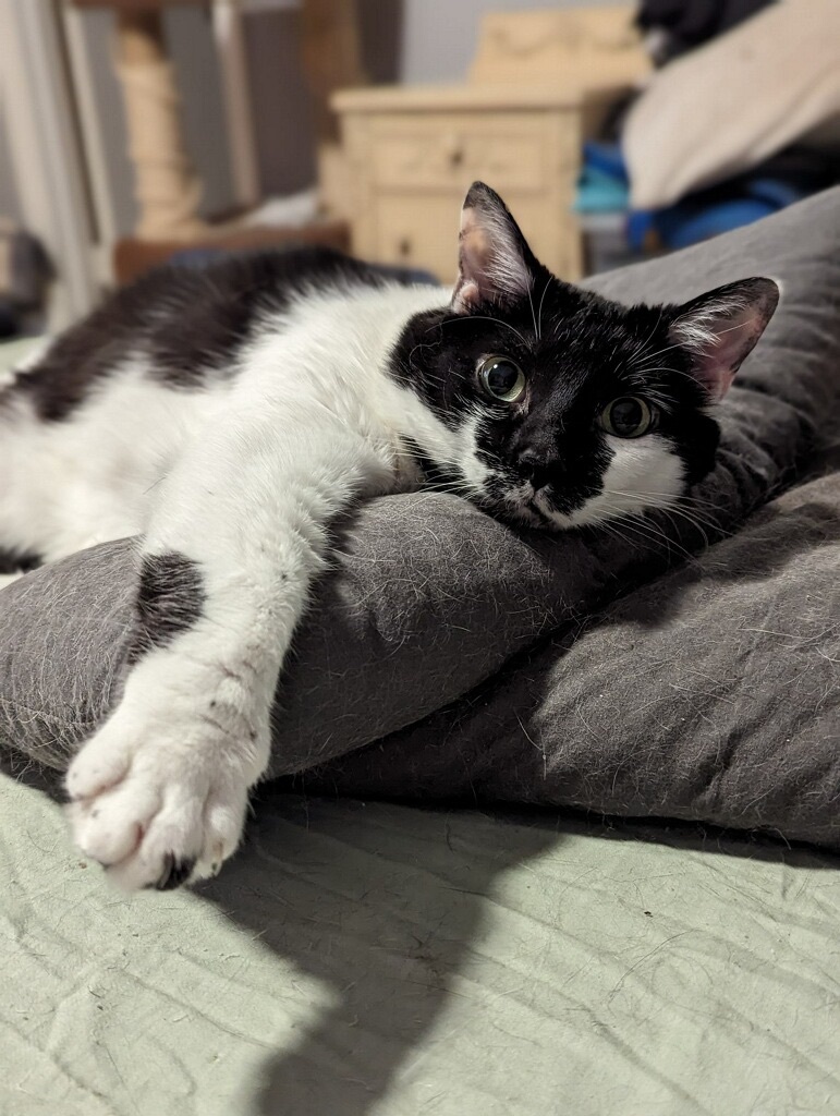 Heidi or Hidee, an adoptable Siamese, Tuxedo in Parker, TX, 75002 | Photo Image 1