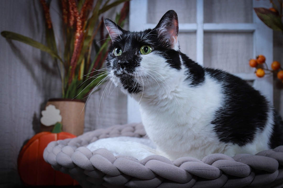 Heidi or Hidee, an adoptable Siamese, Tuxedo in Parker, TX, 75002 | Photo Image 3