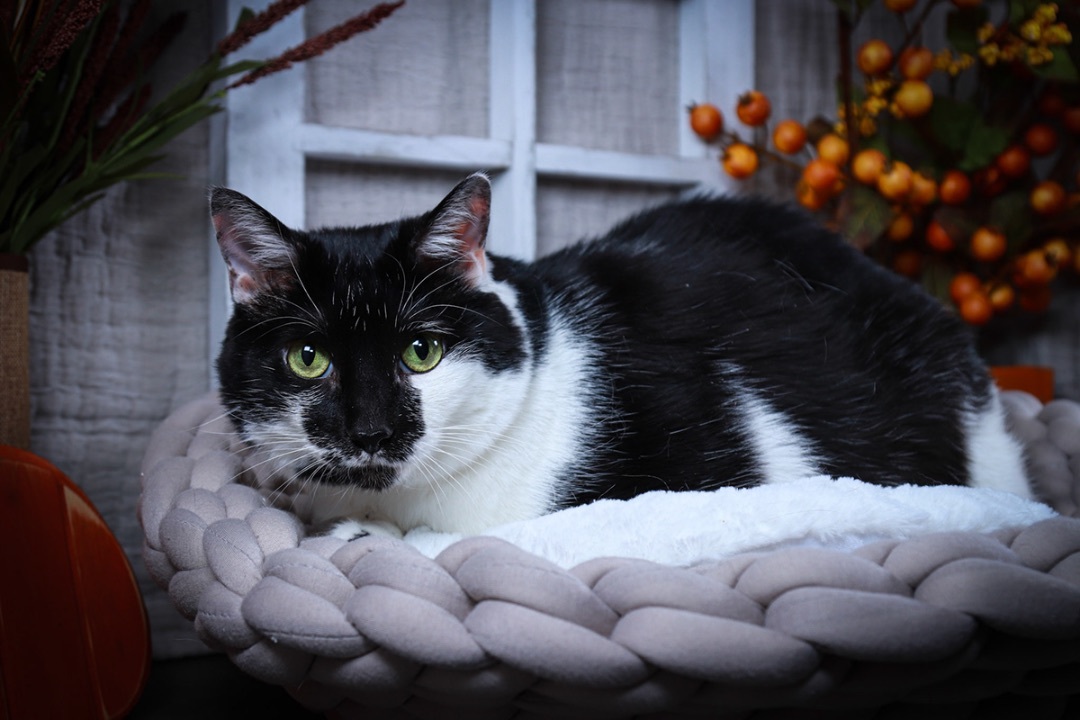 Heidi or Hidee, an adoptable Siamese, Tuxedo in Parker, TX, 75002 | Photo Image 4