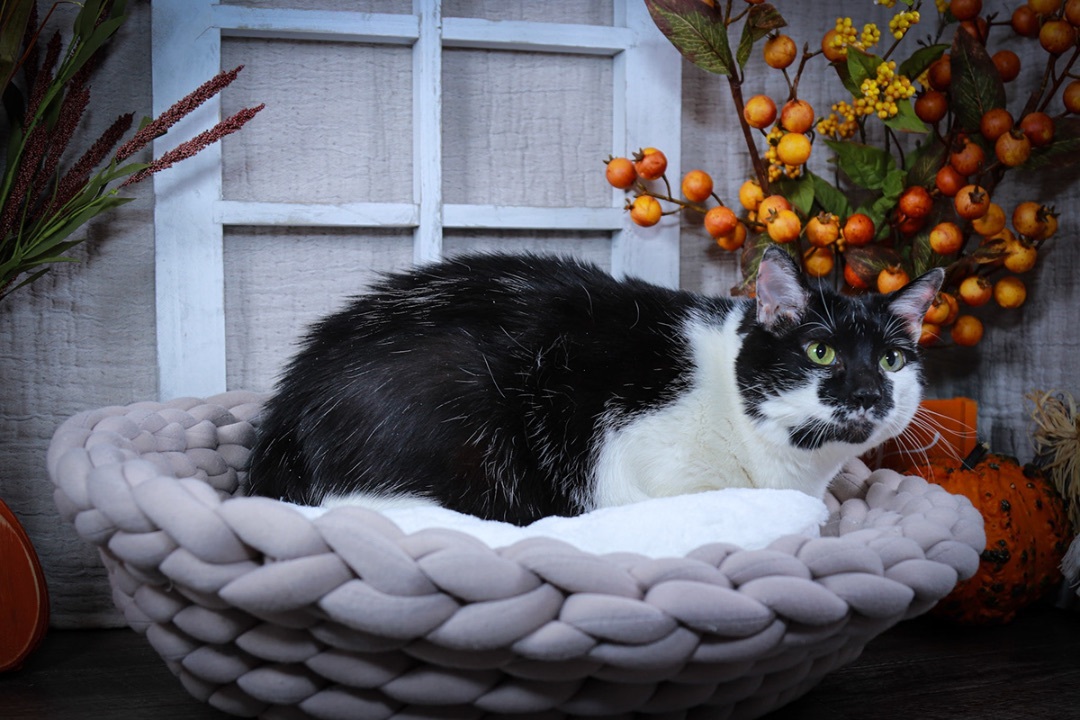 Heidi or Hidee, an adoptable Siamese, Tuxedo in Parker, TX, 75002 | Photo Image 5
