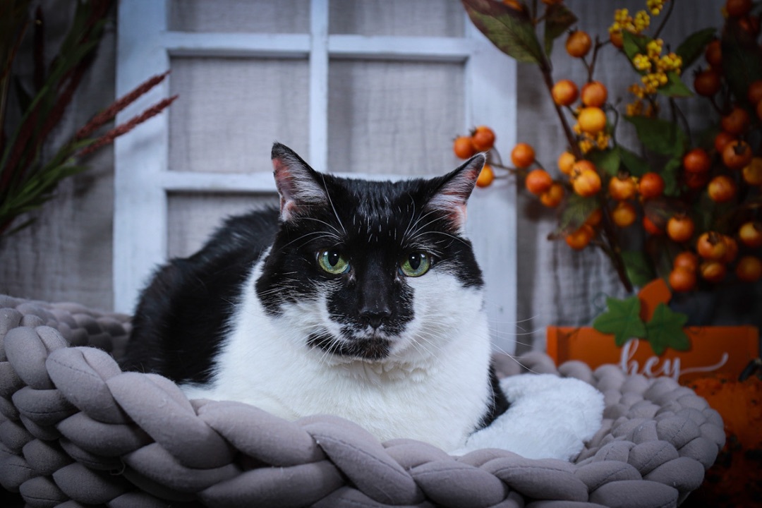 Heidi or Hidee, an adoptable Siamese, Tuxedo in Parker, TX, 75002 | Photo Image 6