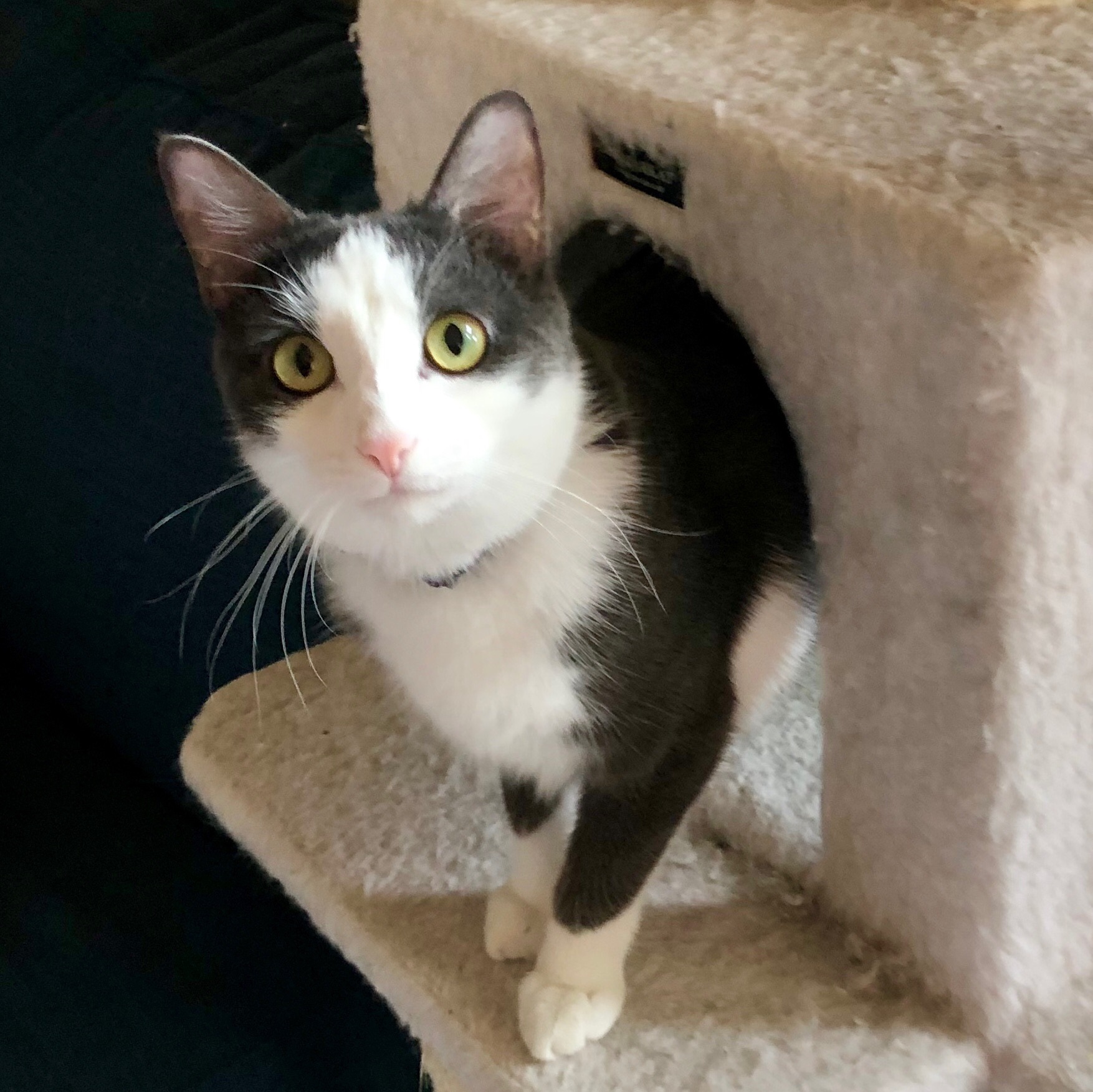 Cat for adoption - Nora, a Domestic Short Hair in Fort ...
