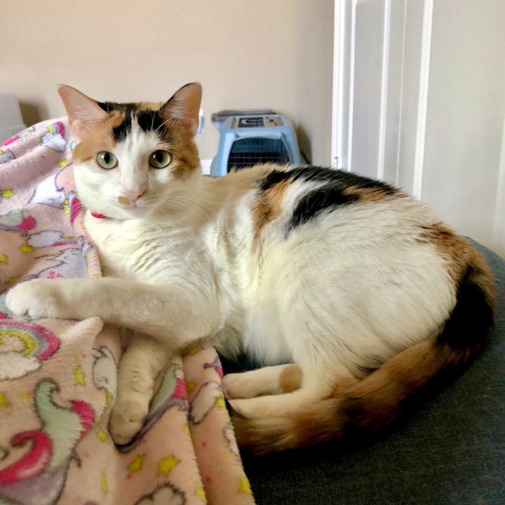 Cat For Adoption Natalie A Domestic Short Hair Calico Mix In