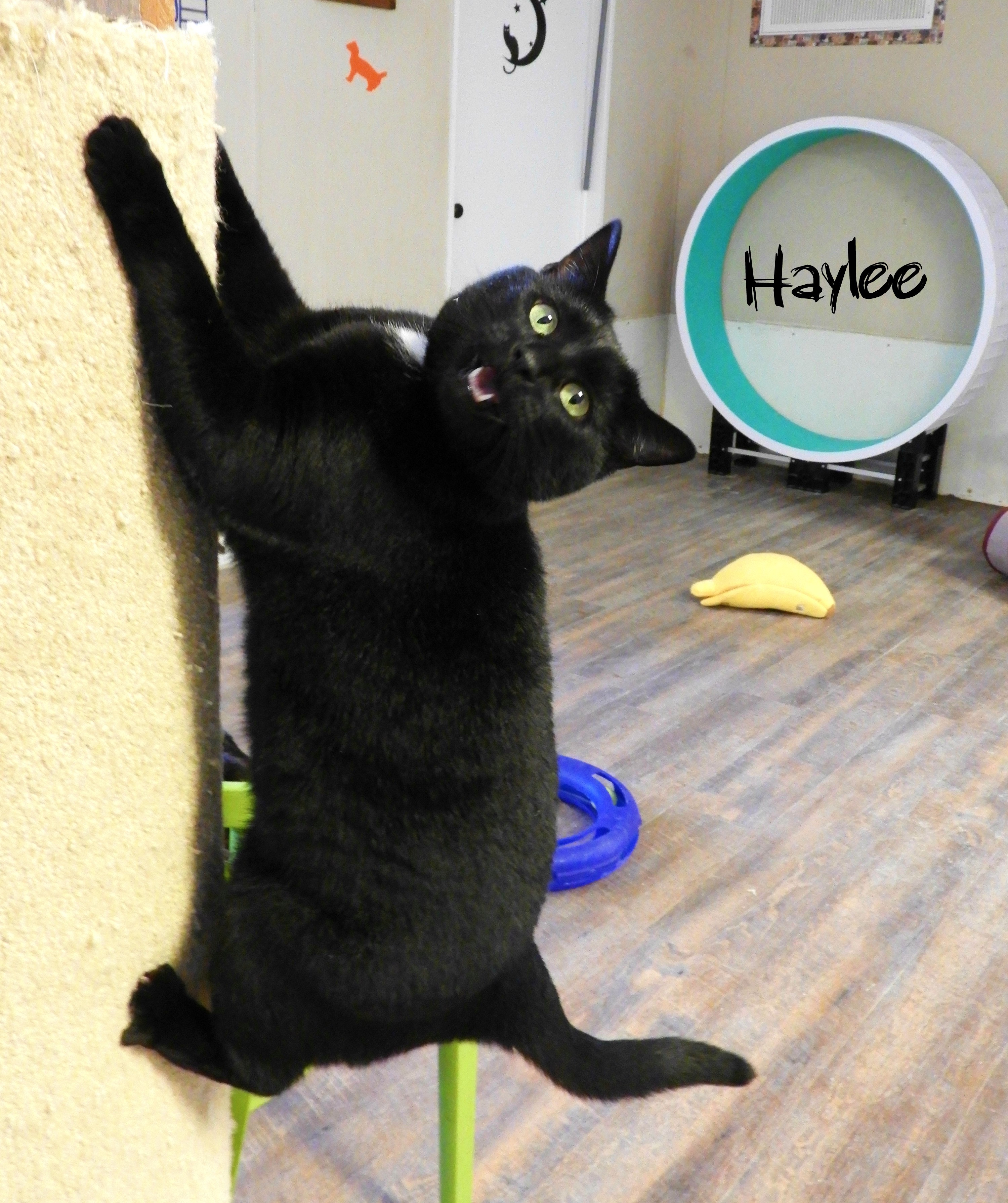 Haylee, an adoptable Domestic Short Hair in Macon, GA, 31220 | Photo Image 1
