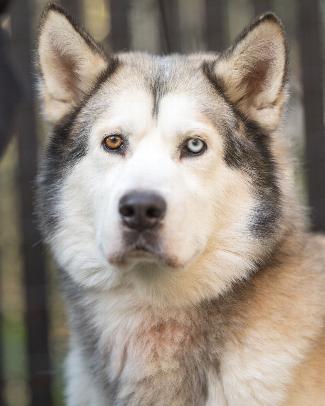 Dog For Adoption Douglas An Alaskan Malamute Siberian Husky