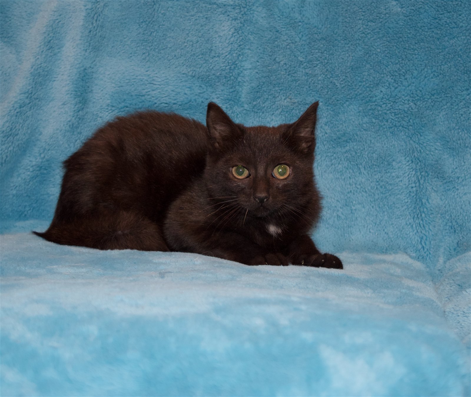 Popcorn, an adoptable Domestic Short Hair in Crompond, NY, 10517 | Photo Image 1
