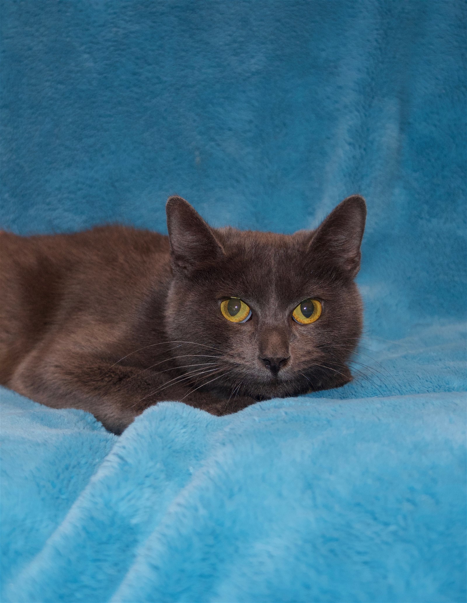Cinders, an adoptable Domestic Short Hair in Crompond, NY, 10517 | Photo Image 1