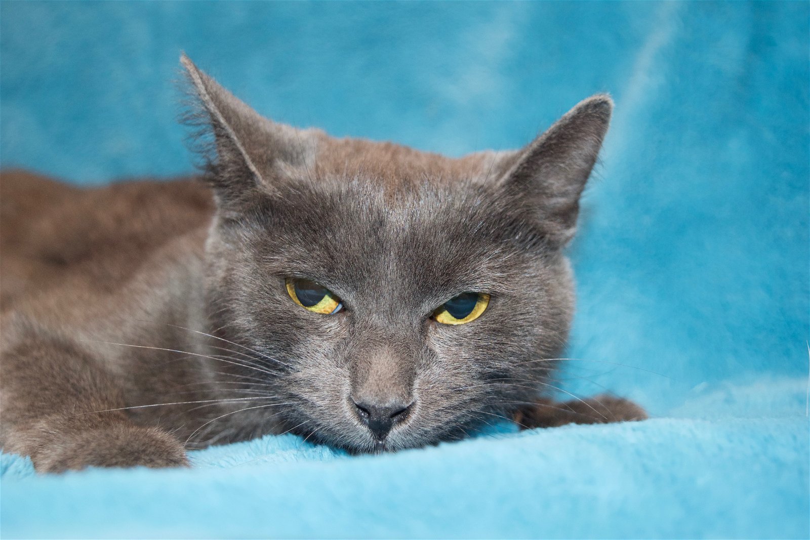 Cinders, an adoptable Domestic Short Hair in Crompond, NY, 10517 | Photo Image 2