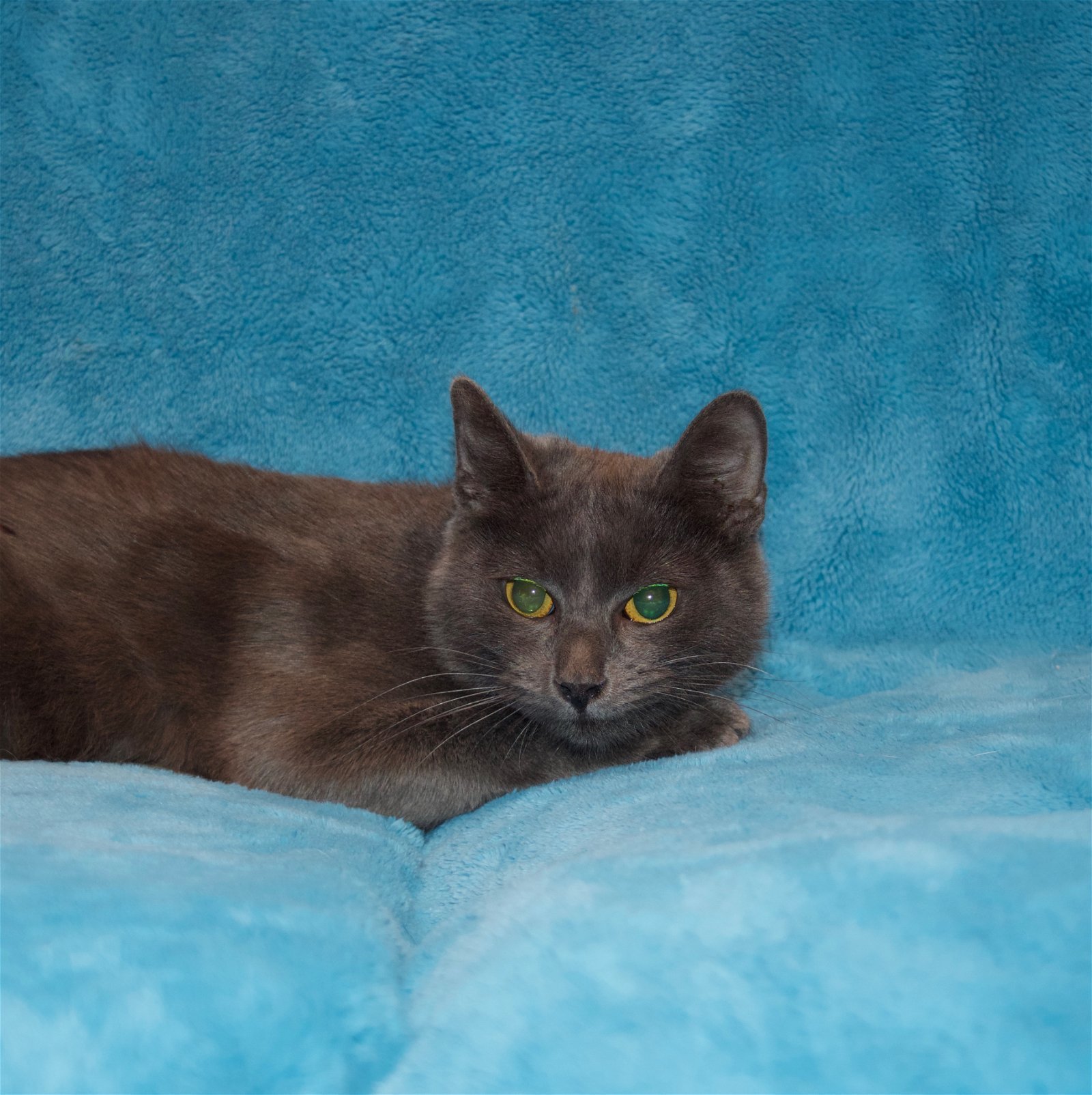 Cinders, an adoptable Domestic Short Hair in Crompond, NY, 10517 | Photo Image 3