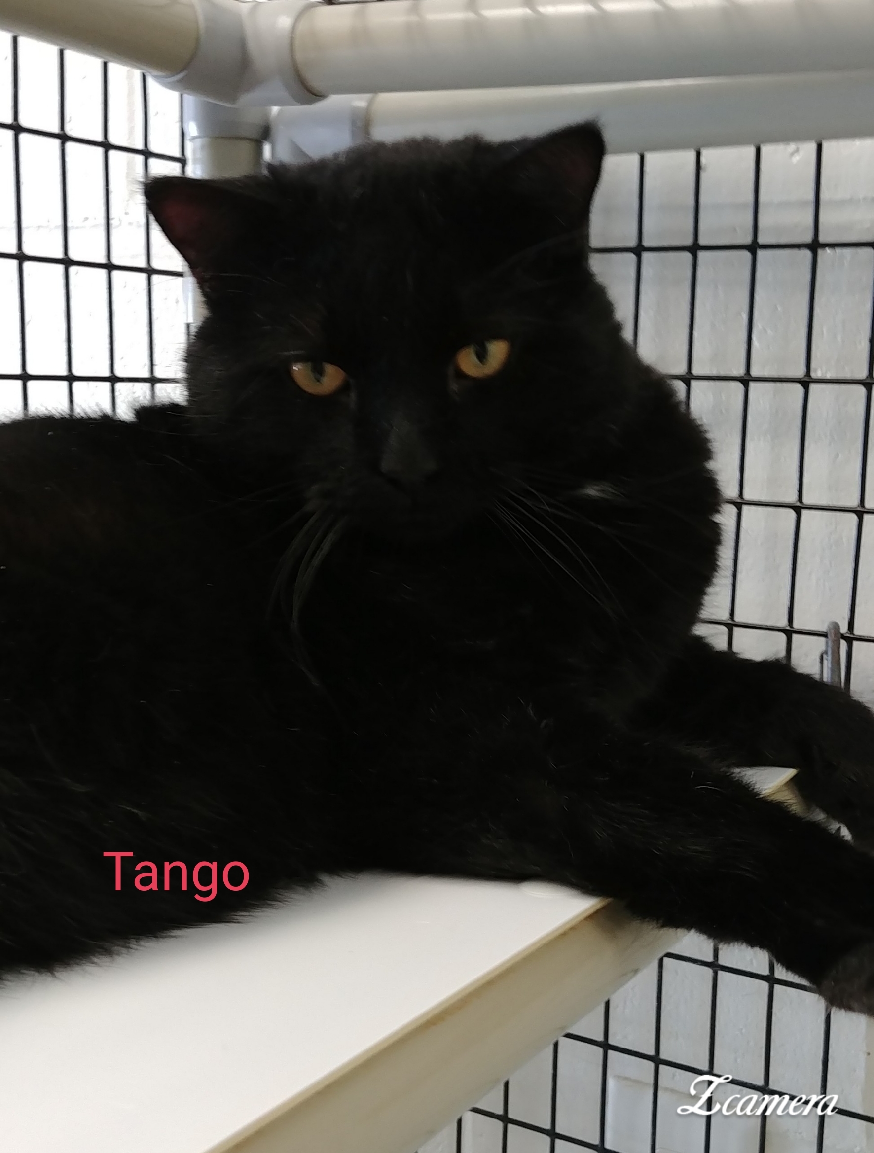 Tango detail page