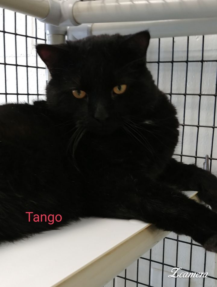 Tango 1