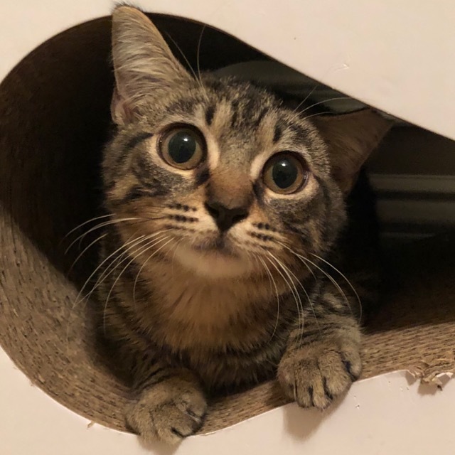 Cedar, an adoptable Domestic Short Hair in Boston, MA, 02116 | Photo Image 2